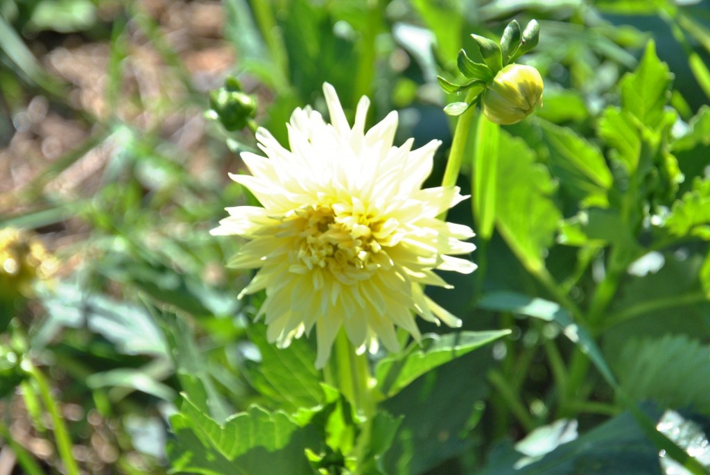 Foto: Dalias - Saldes (Barcelona), España