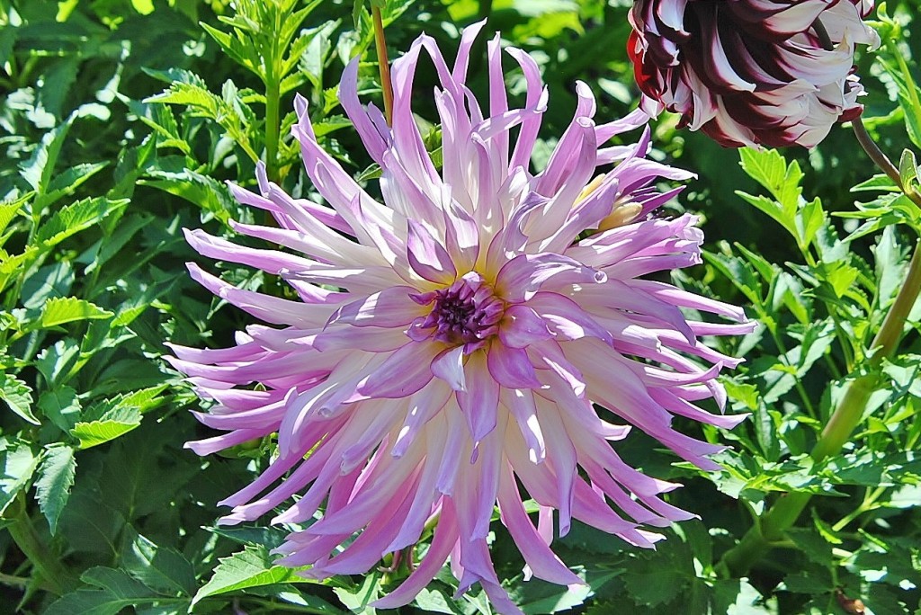 Foto: Dalias - Saldes (Barcelona), España