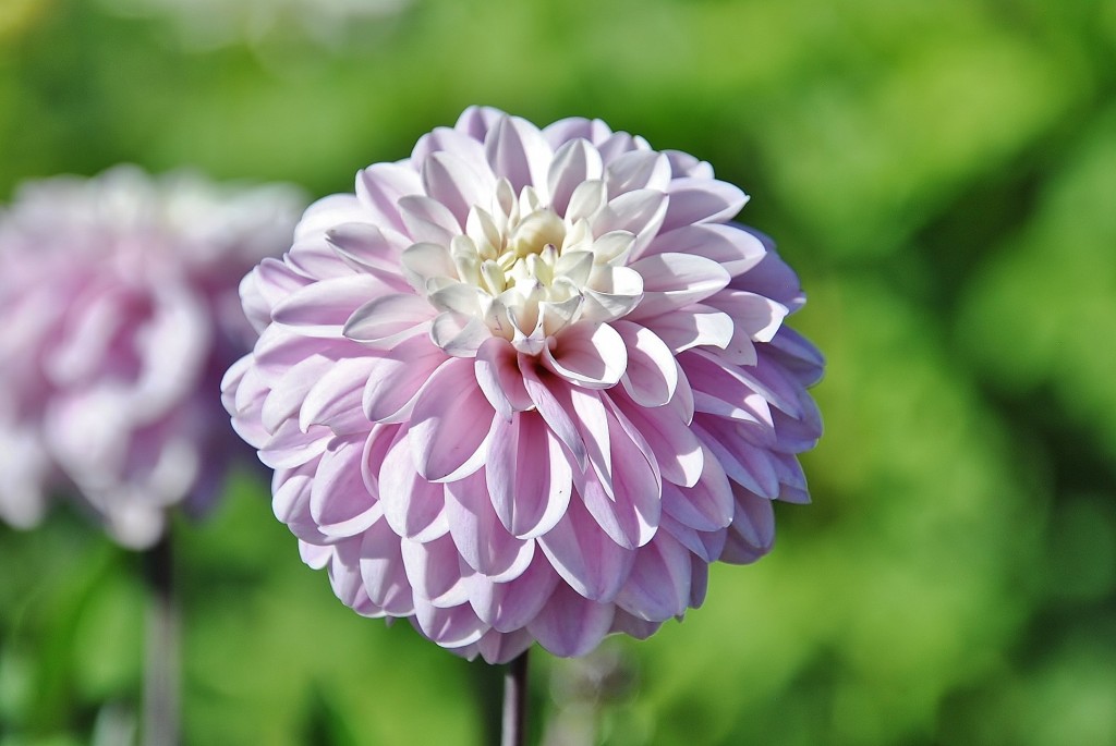 Foto: Dalias - Saldes (Barcelona), España