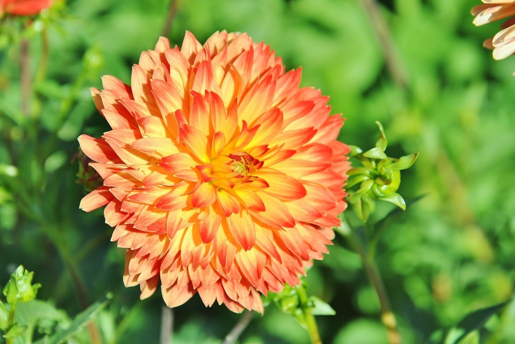 Foto: Dalias - Saldes (Barcelona), España