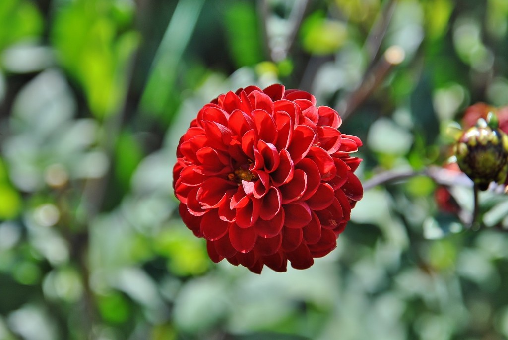 Foto: Dalias - Saldes (Barcelona), España