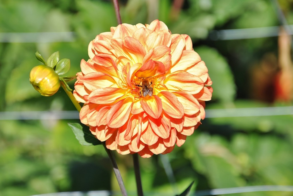 Foto: Dalias - Saldes (Barcelona), España