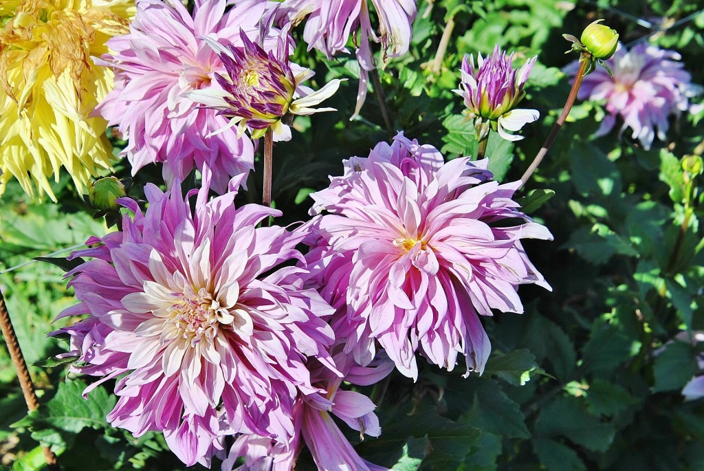 Foto: Dalias - Saldes (Barcelona), España