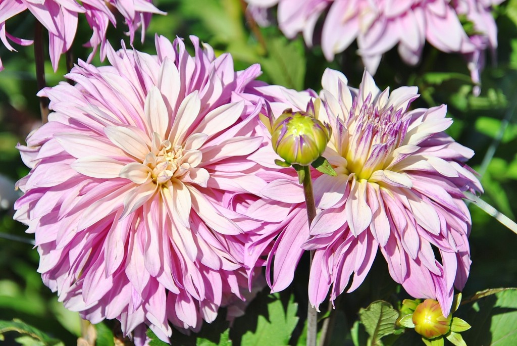 Foto: Dalias - Saldes (Barcelona), España