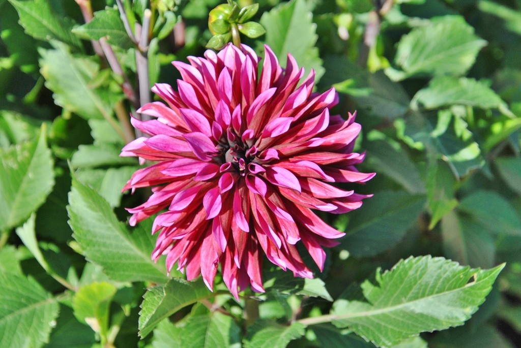 Foto: Dalias - Saldes (Barcelona), España