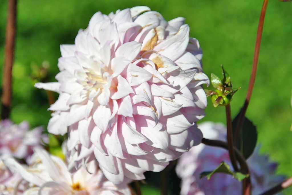 Foto: Dalias - Saldes (Barcelona), España