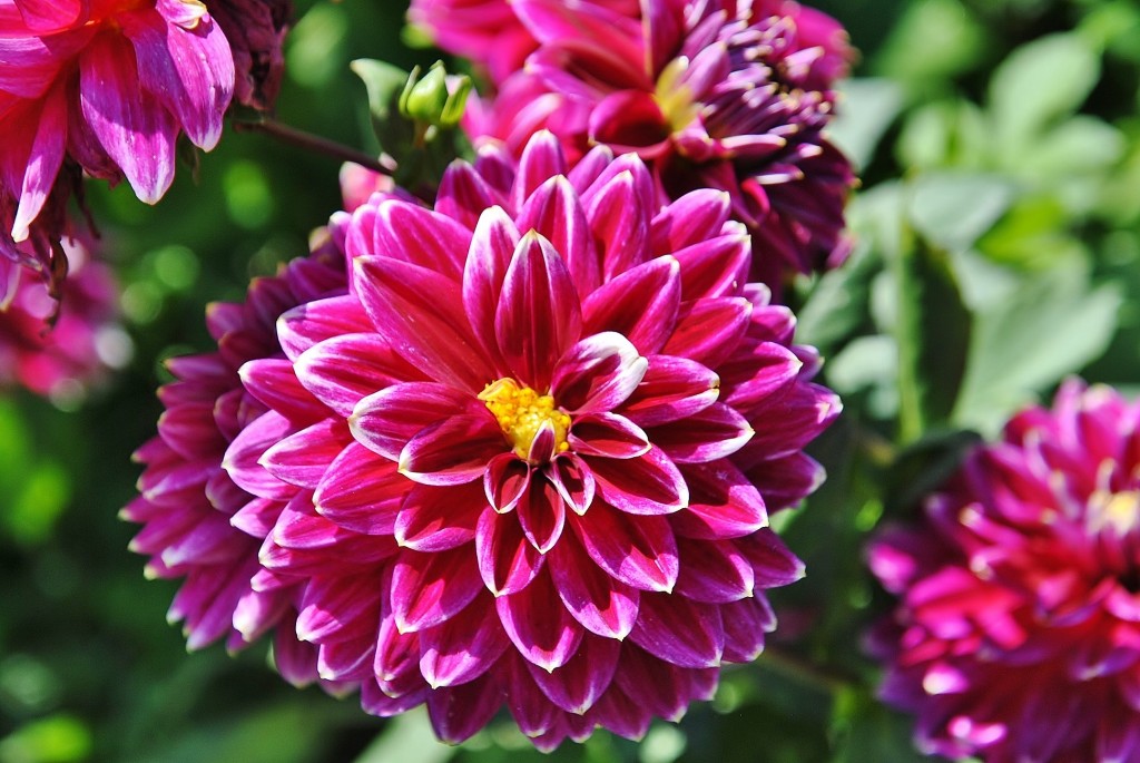 Foto: Dalias - Saldes (Barcelona), España