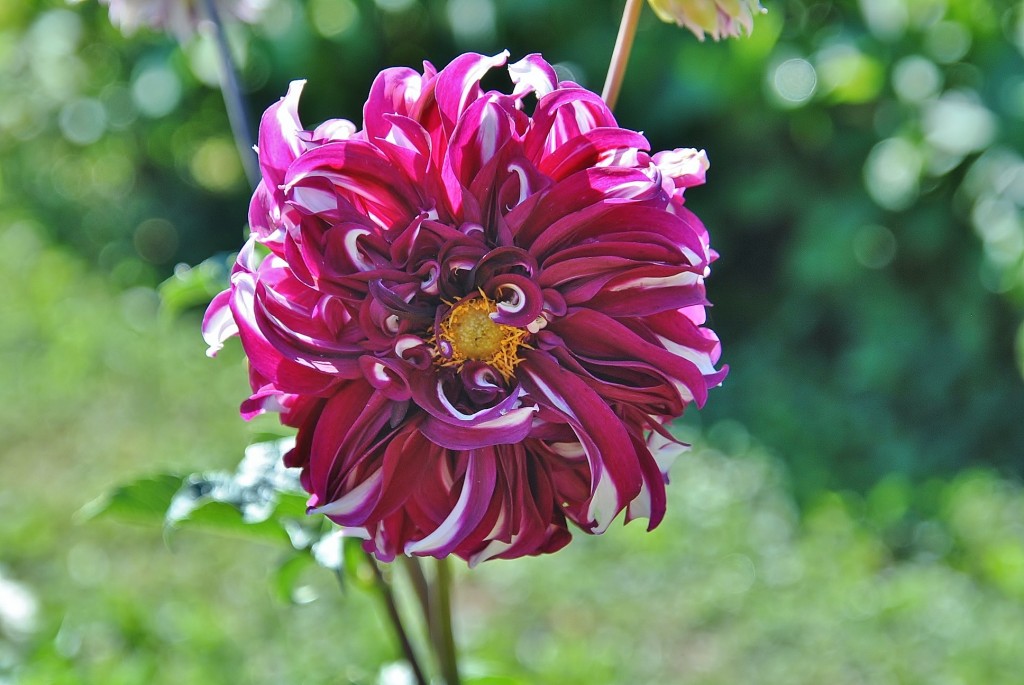 Foto: Dalias - Saldes (Barcelona), España