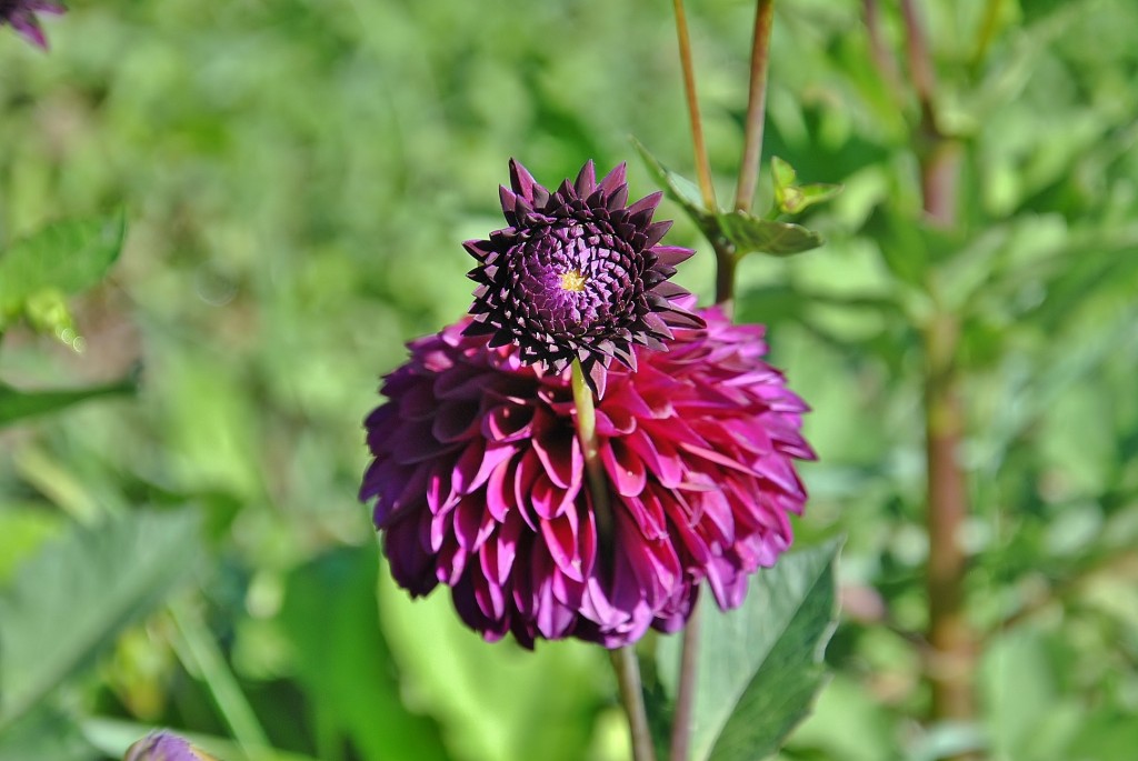 Foto: Dalias - Saldes (Barcelona), España