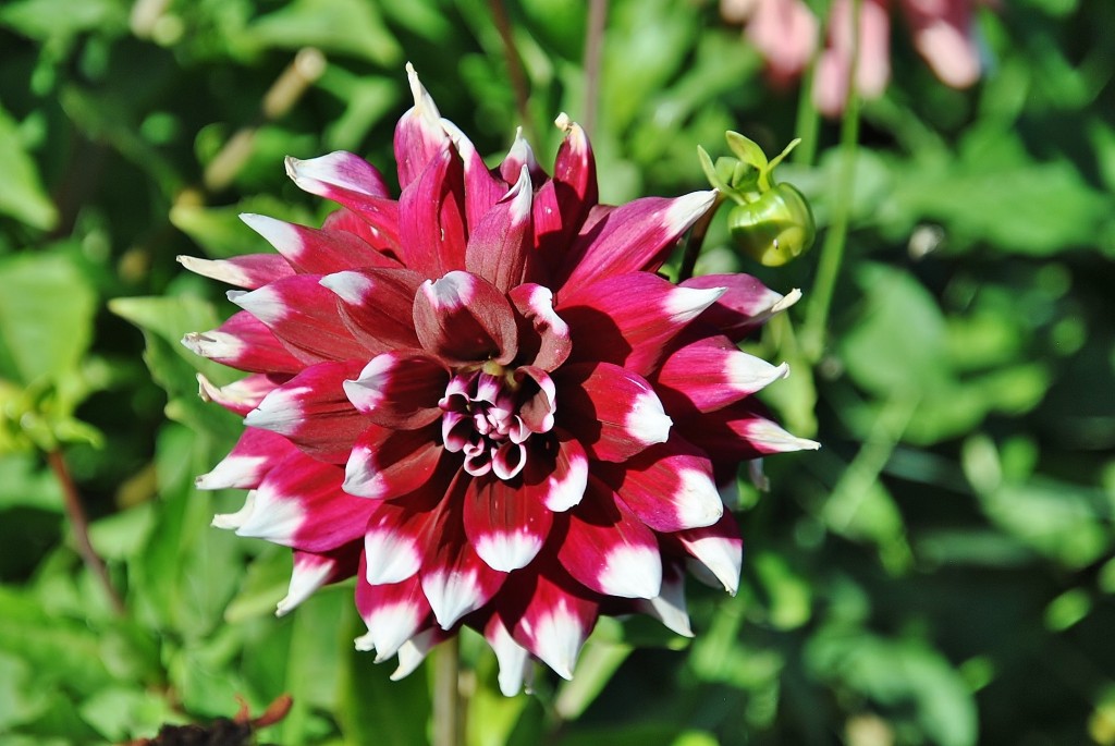 Foto: Dalias - Saldes (Barcelona), España