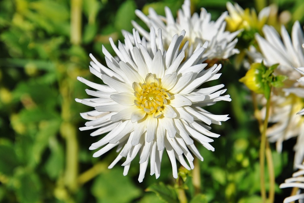 Foto: Dalias - Saldes (Barcelona), España