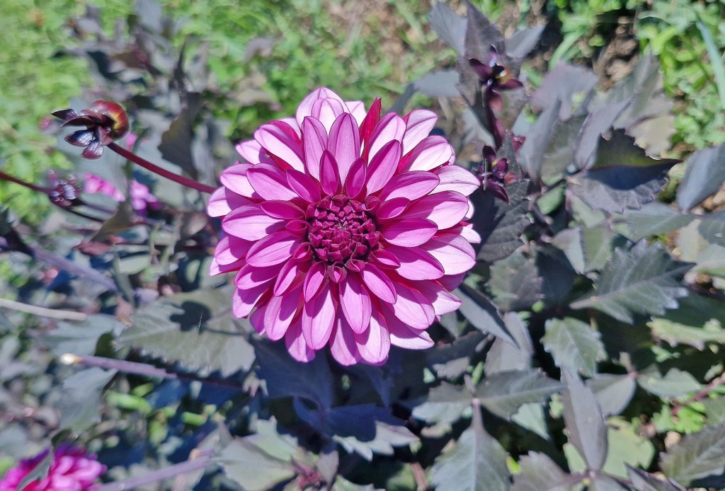 Foto: Dalias - Saldes (Barcelona), España