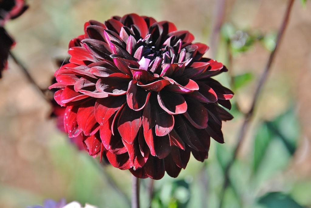 Foto: Dalias - Saldes (Barcelona), España