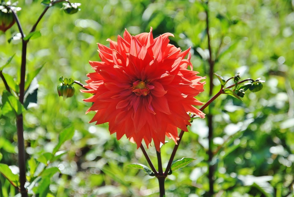 Foto: Dalias - Saldes (Barcelona), España