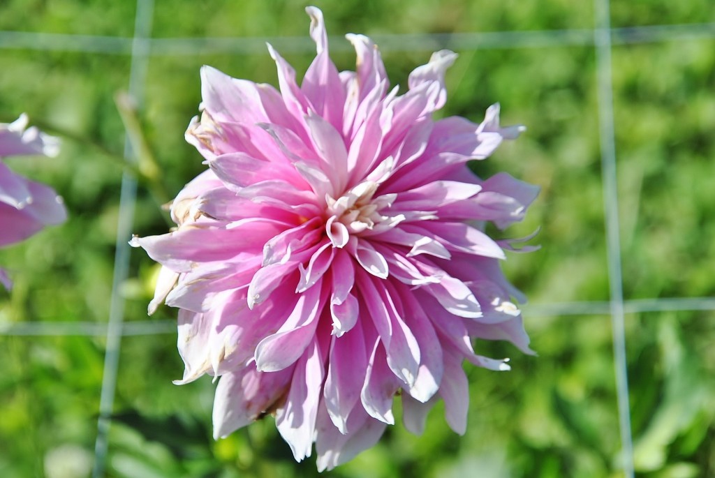 Foto: Dalias - Saldes (Barcelona), España