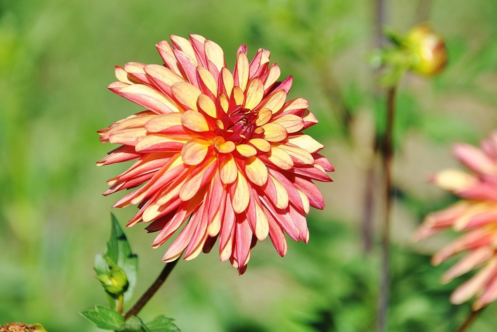 Foto: Dalias - Saldes (Barcelona), España