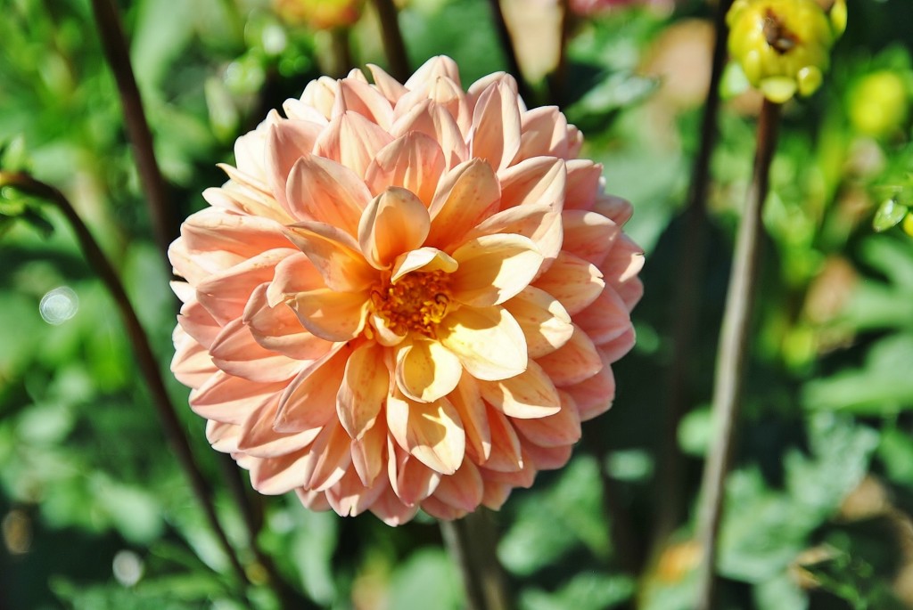 Foto: Dalias - Saldes (Barcelona), España