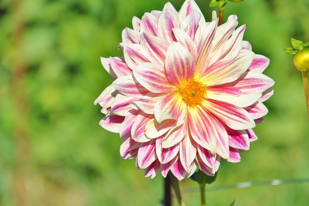 Foto: Dalias - Saldes (Barcelona), España