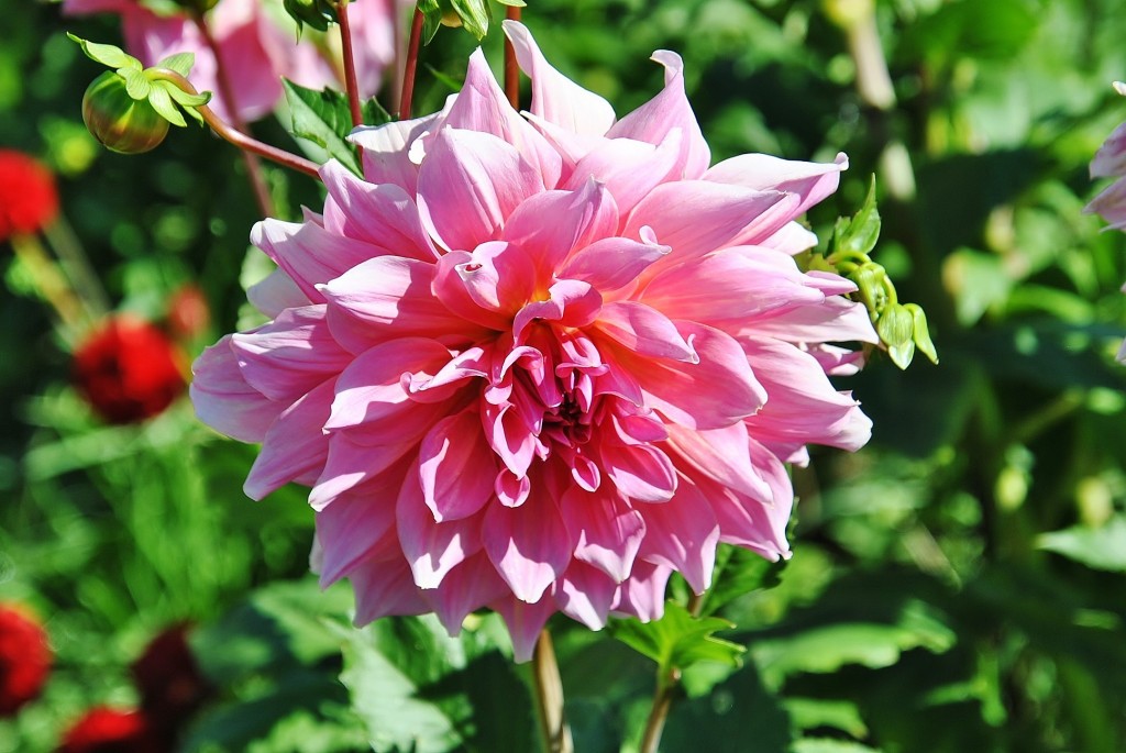 Foto: Dalias - Saldes (Barcelona), España