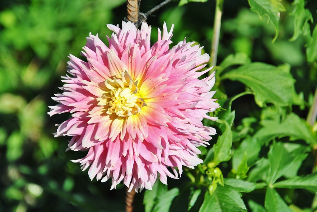 Foto: Dalias - Saldes (Barcelona), España