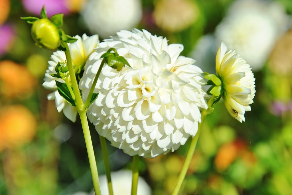 Foto: Dalias - Saldes (Barcelona), España