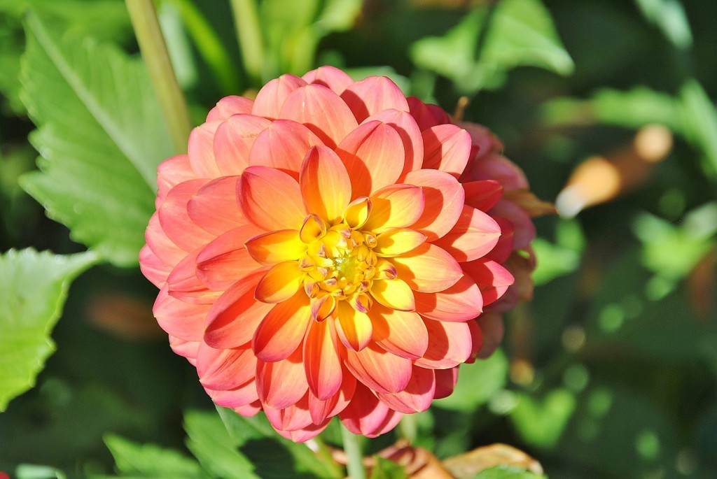 Foto: Dalias - Saldes (Barcelona), España