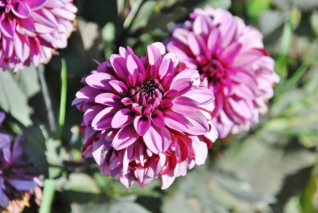 Foto: Dalias - Saldes (Barcelona), España