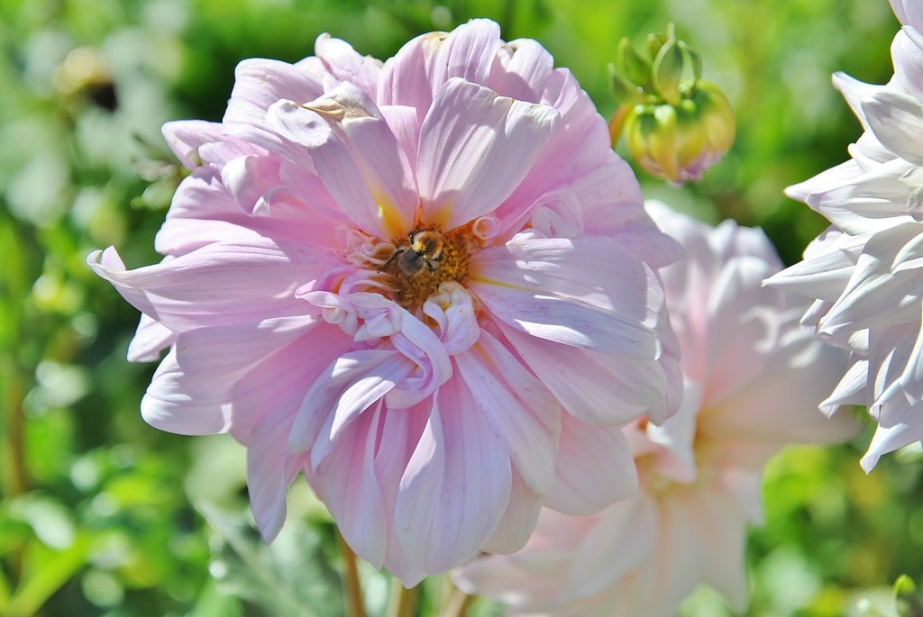 Foto: Dalias - Saldes (Barcelona), España