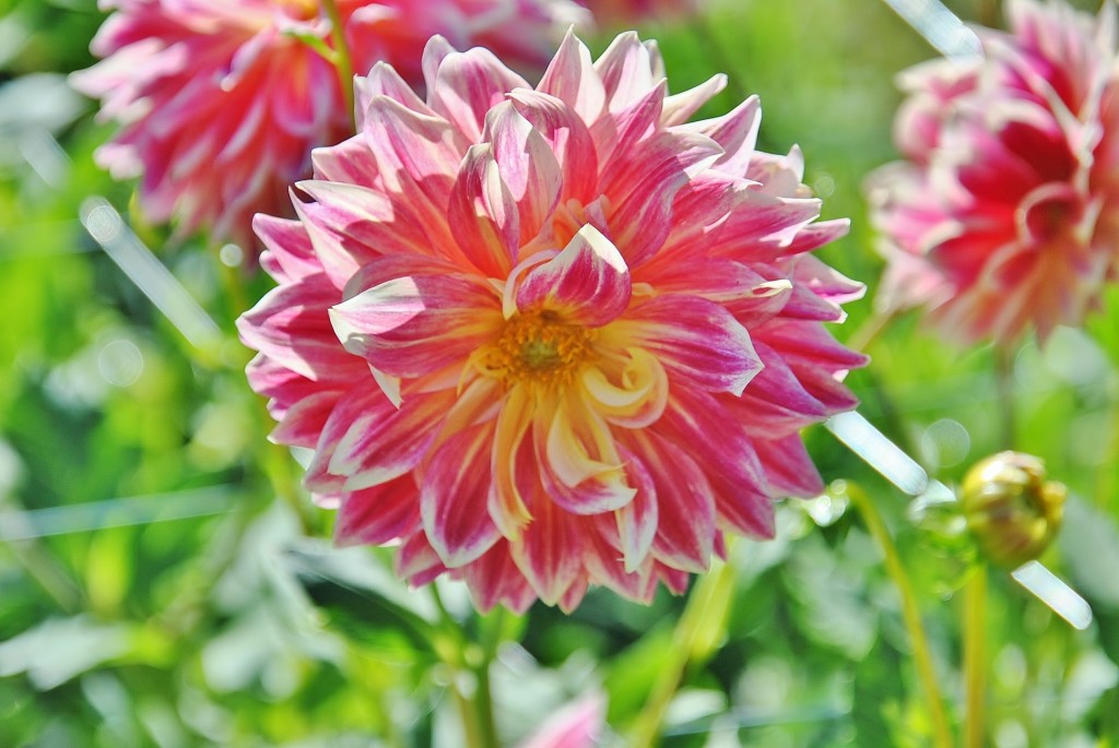 Foto: Dalias - Saldes (Barcelona), España