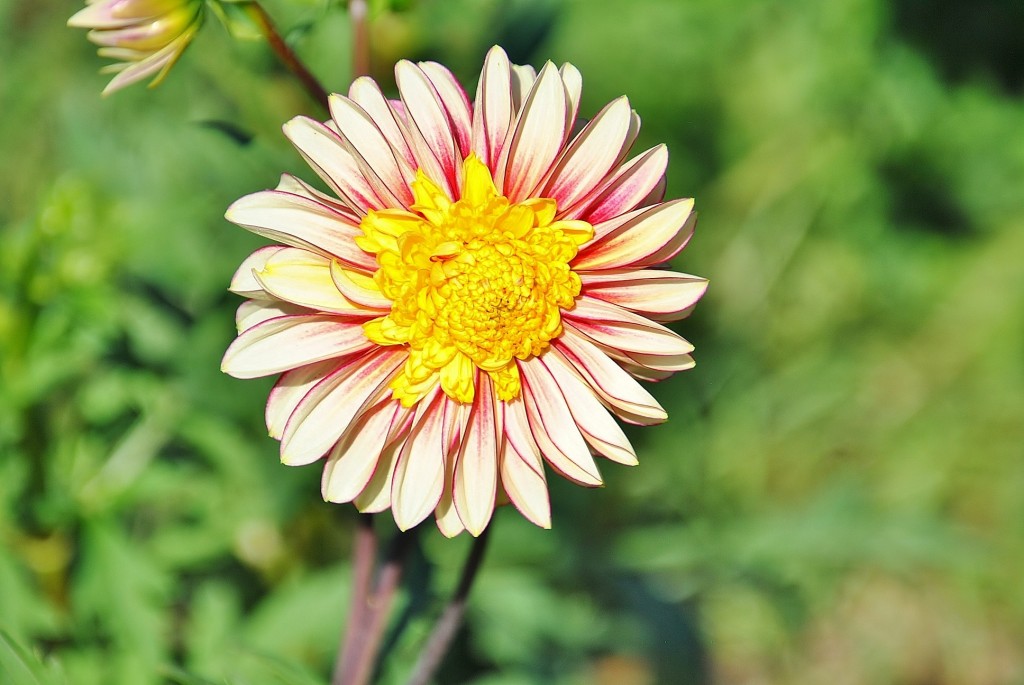 Foto: Dalias - Saldes (Barcelona), España