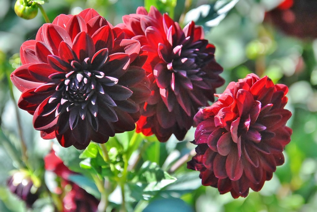 Foto: Dalias - Saldes (Barcelona), España