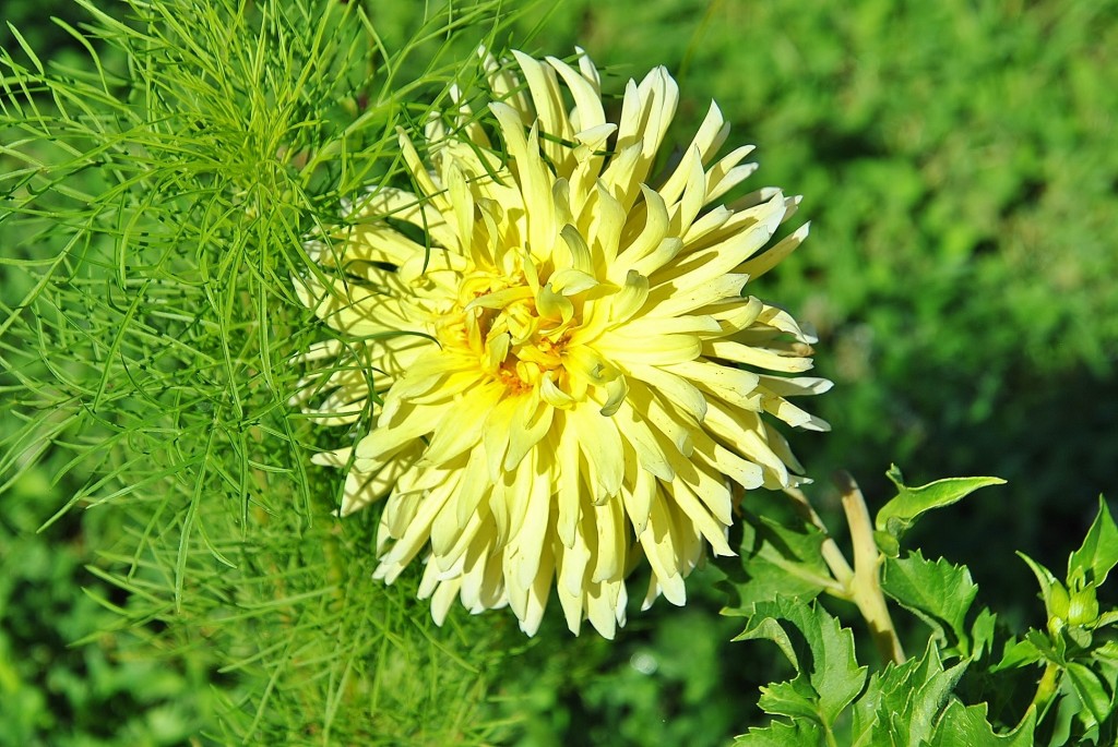 Foto: Dalias - Saldes (Barcelona), España