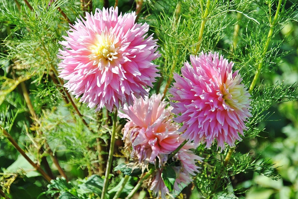 Foto: Dalias - Saldes (Barcelona), España