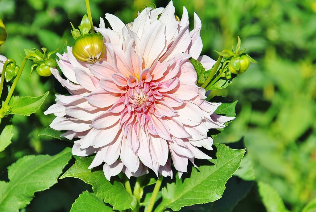 Foto: Dalias - Saldes (Barcelona), España