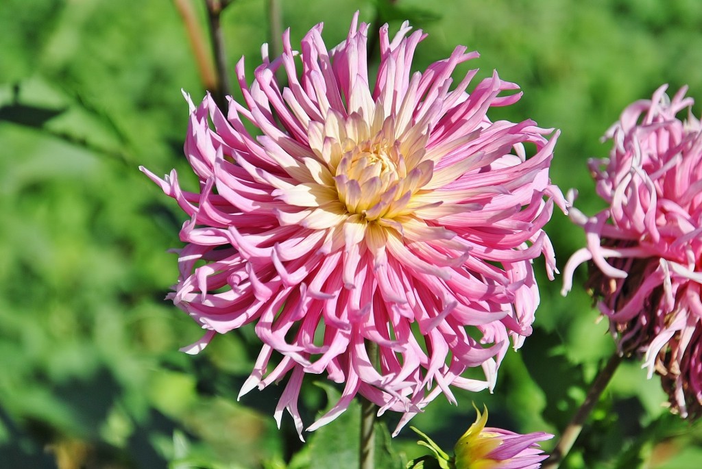 Foto: Dalias - Saldes (Barcelona), España