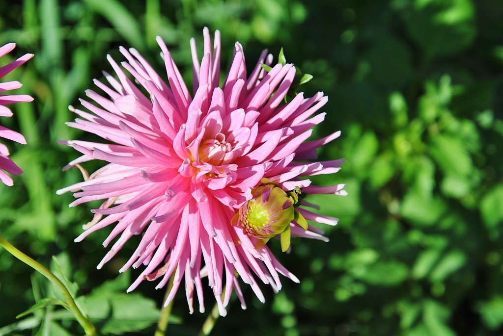 Foto: Dalias - Saldes (Barcelona), España