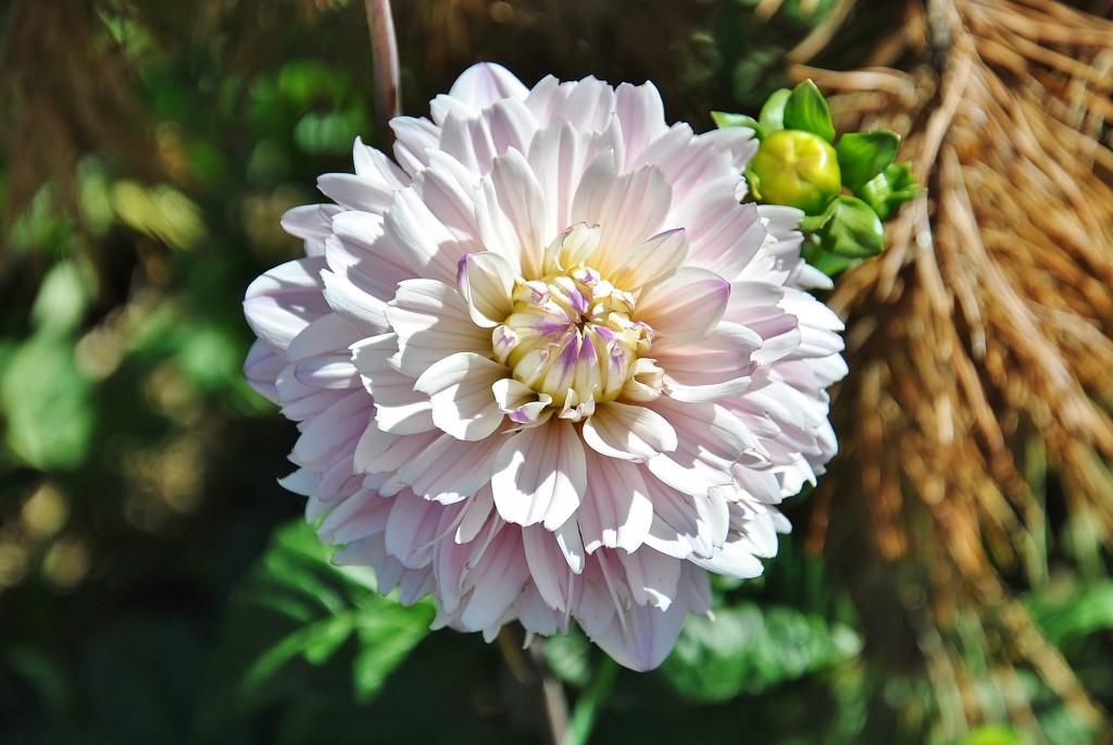 Foto: Dalias - Saldes (Barcelona), España