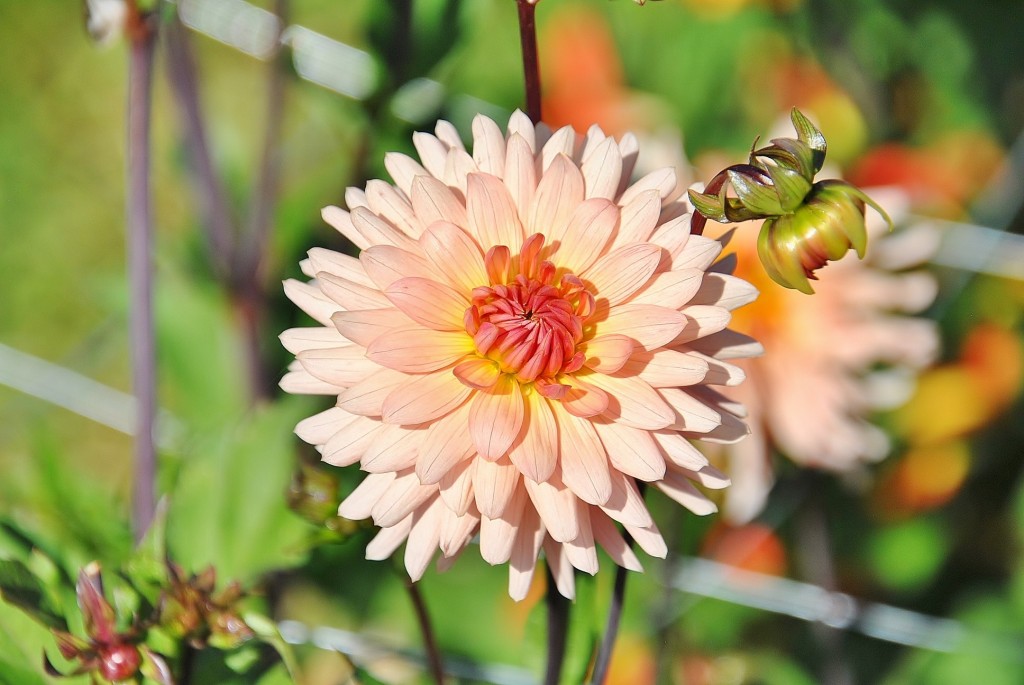 Foto: Dalias - Saldes (Barcelona), España