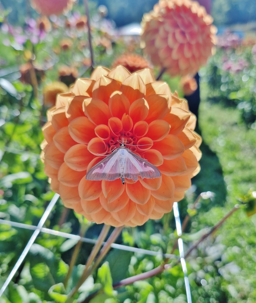 Foto: Dalias - Saldes (Barcelona), España