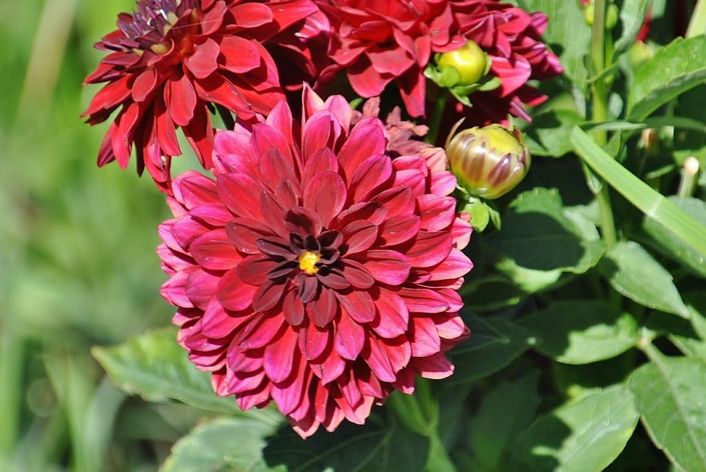 Foto: Dalias - Saldes (Barcelona), España