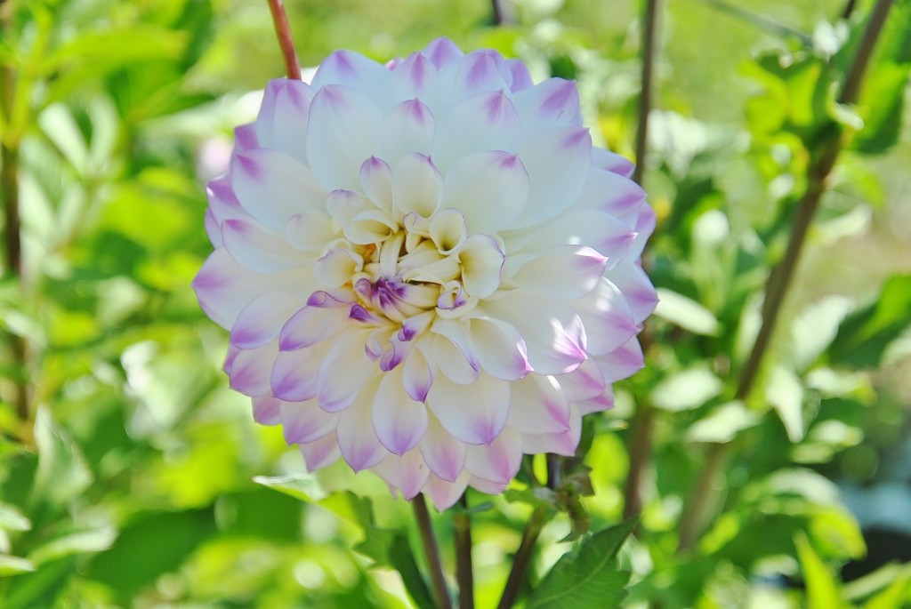 Foto: Dalias - Saldes (Barcelona), España