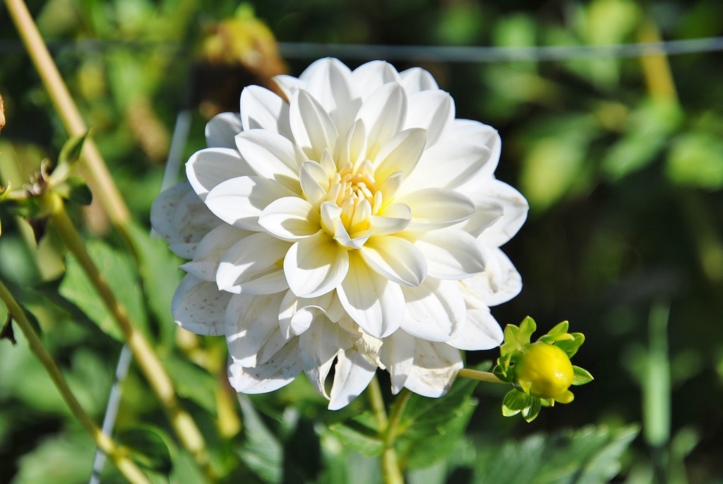 Foto: Dalias - Saldes (Barcelona), España