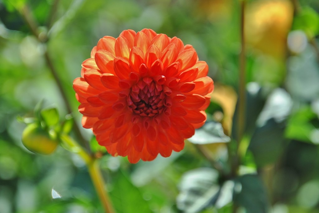 Foto: Dalias - Saldes (Barcelona), España