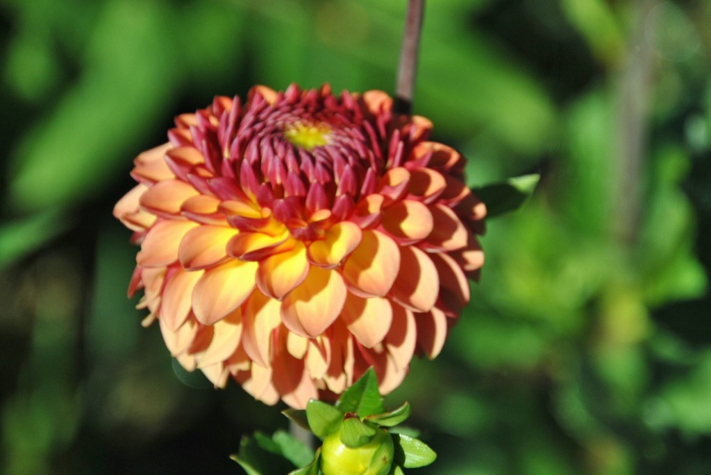 Foto: Dalias - Saldes (Barcelona), España