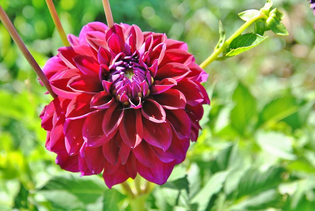 Foto: Dalias - Saldes (Barcelona), España