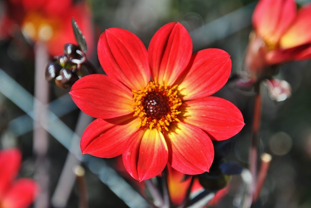 Foto: Dalias - Saldes (Barcelona), España