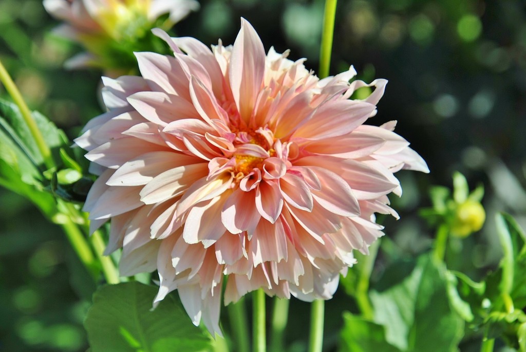 Foto: Dalias - Saldes (Barcelona), España