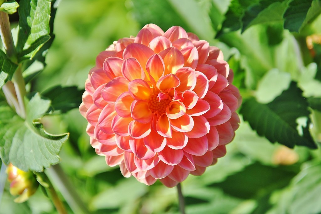 Foto: Dalias - Saldes (Barcelona), España