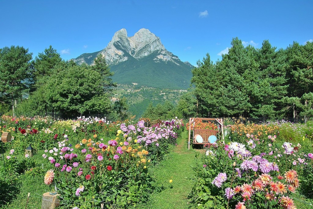 Foto: Dalias - Saldes (Barcelona), España