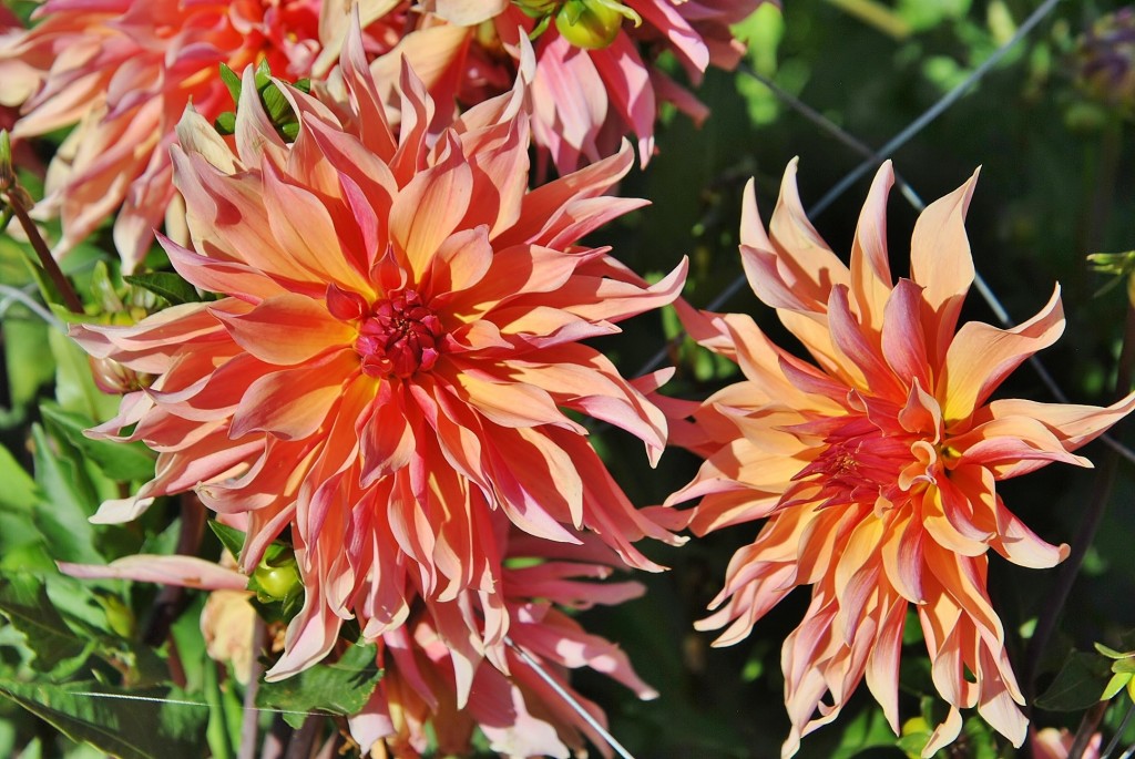 Foto: Dalias - Saldes (Barcelona), España